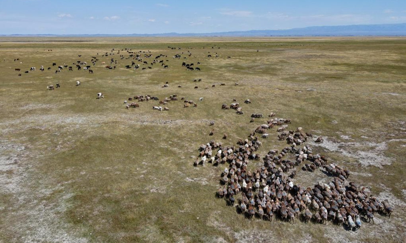 Herdsmen prepare winter food for livestock in Xinjiang - Global Times