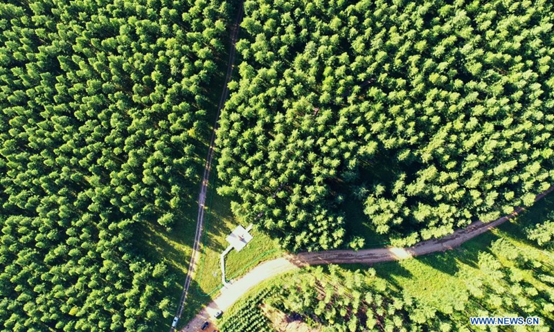 Aerial photo taken on Aug. 22, 2021 shows the scenery of Saihanba forest farm in north China's Hebei Province. (Xinhua/Mu Yu)