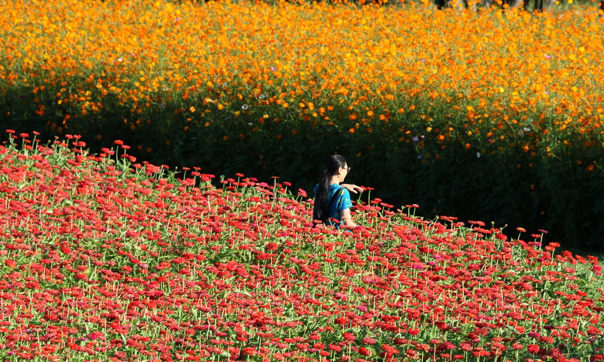 People enjoy autumn on Sunday as they wander through the wild flowers of Tianheng Mountain in the suburbs of Harbin, Northeast China's Heilongjiang Province. Photo: IC