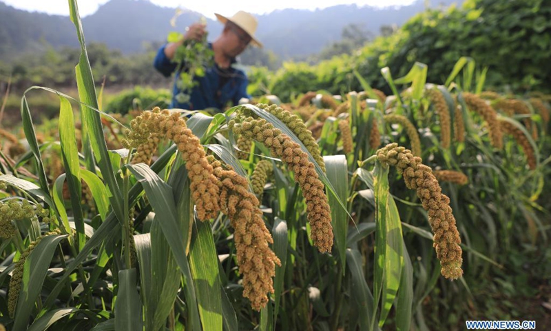 People busy with farm work as scorching summer ends - Global Times