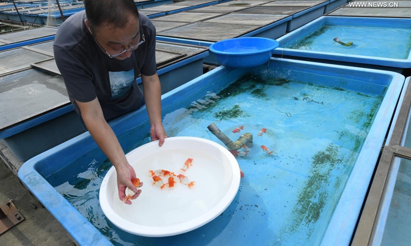 Gao Feng checks the health condition of goldfish in his yard, Shaoxing City, east China's Zhejiang Province, Aug. 24, 2021. Gao Feng, a 43-year-old goldfish enthusiast, has been raising goldfish for nearly 20 years in his yard on the outskirts of Shaoxing City. Now his breeding base can reproduce nearly 1,000 high-quality goldfish every year.(Photo: Xinhua)