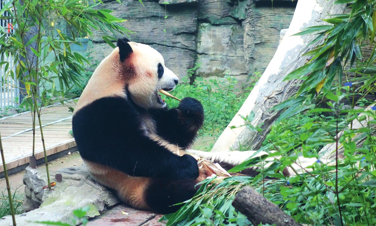 On Wednesday, when children return to school for the first day of the fall semester, a giant panda enjoys bamboo at Beijing Zoo. Photo: IC