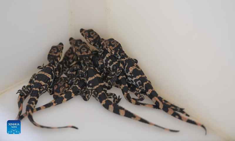 Baby Chinese alligators are seen in a breeding box at the Anhui Chinese alligator national nature reserve in Xuancheng City, east China's Anhui Province, Aug. 31, 2021. Photo: Xinhua 