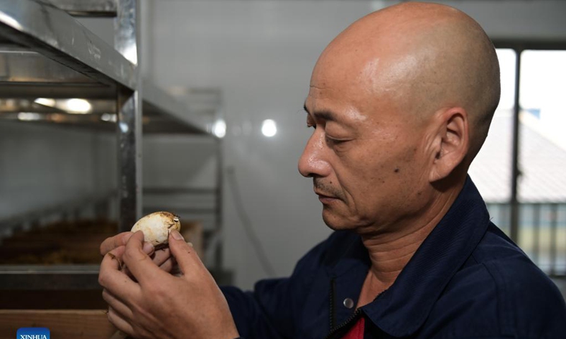 A staff member checks the condition of a Chinese alligator egg at the Anhui Chinese alligator national nature reserve in Xuancheng City, east China's Anhui Province, Aug. 31, 2021. More than 1,000 artificially-bred Chinese alligators at the Anhui Chinese alligator national nature reserve entered their hatching period in recent days. Photo: Xinhua 