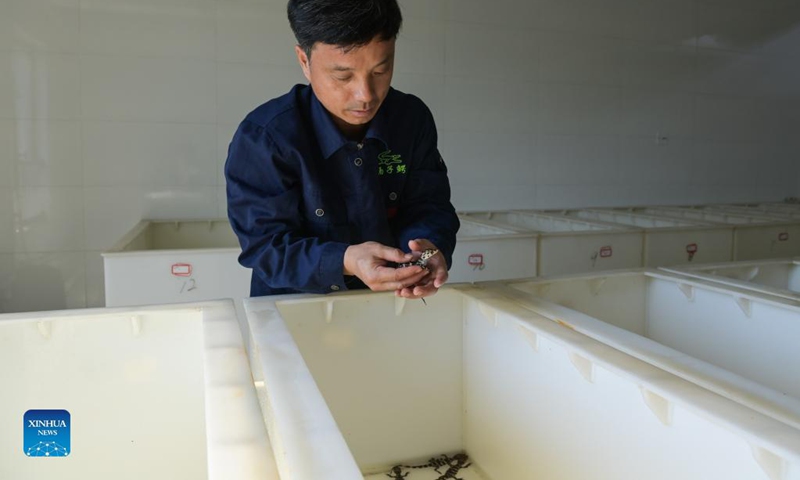 A staff member checks the condition of baby Chinese alligators at the Anhui Chinese alligator national nature reserve in Xuancheng City, east China's Anhui Province, Aug. 31, 2021. Photo: Xinhua 