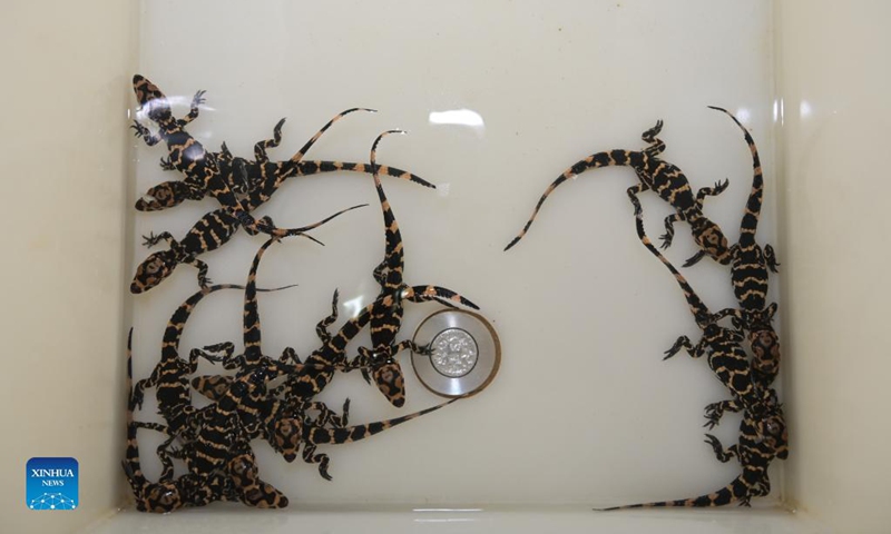 Baby Chinese alligators are seen in a breeding box at the Anhui Chinese alligator national nature reserve in Xuancheng City, east China's Anhui Province, Aug. 31, 2021. Photo: Xinhua 