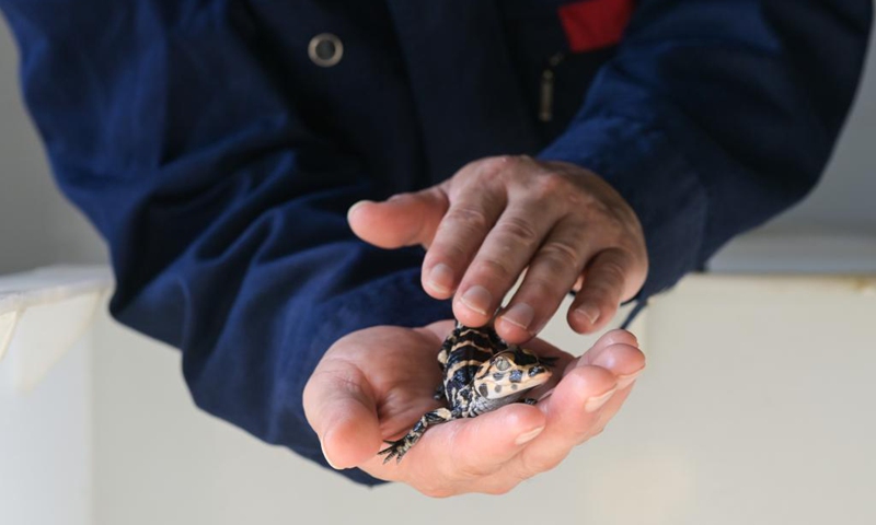 A staff member checks the condition of a baby Chinese alligator at the Anhui Chinese alligator national nature reserve in Xuancheng City, east China's Anhui Province, Aug. 31, 2021. Photo: Xinhua 