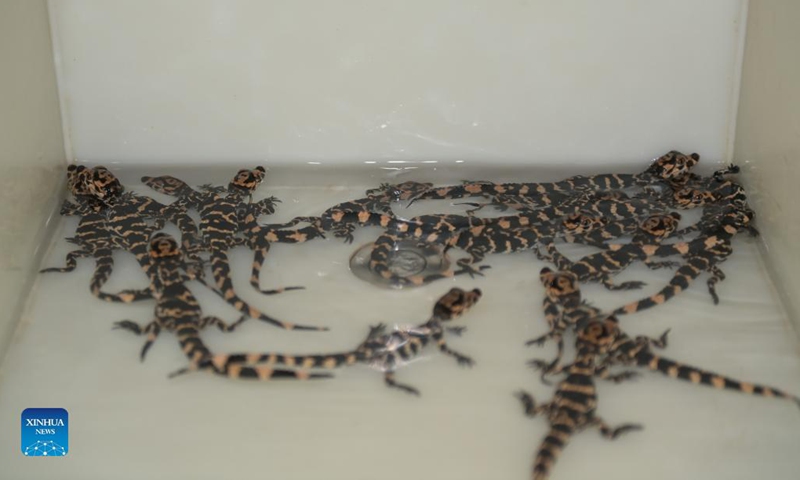 Baby Chinese alligators are seen in a breeding box at the Anhui Chinese alligator national nature reserve in Xuancheng City, east China's Anhui Province, Aug. 31, 2021. Photo: Xinhua 