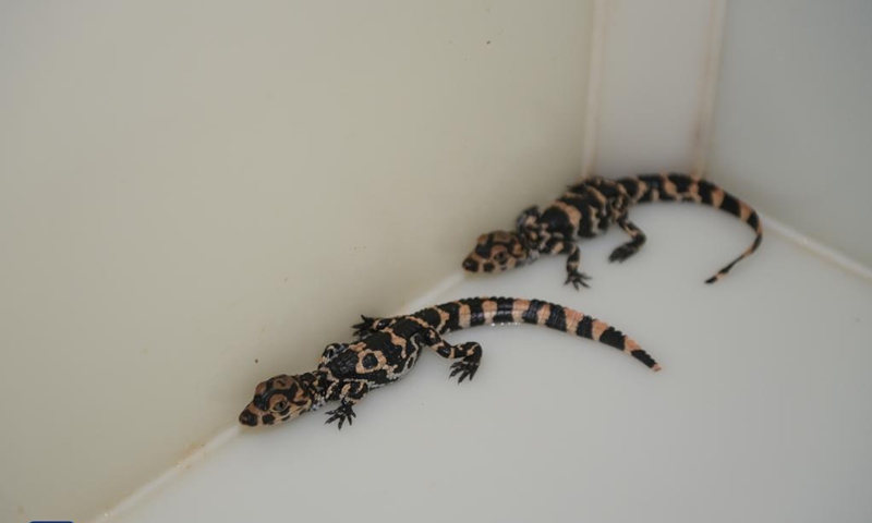 Baby Chinese alligators are seen in a breeding box at the Anhui Chinese alligator national nature reserve in Xuancheng City, east China's Anhui Province, Aug. 31, 2021. Photo: Xinhua 