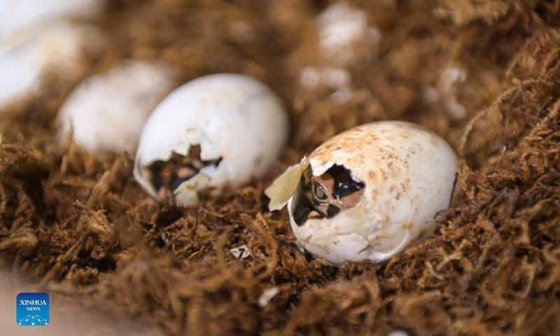 Baby Chinese alligators break their eggshells at the Anhui Chinese alligator national nature reserve in Xuancheng City, east China's Anhui Province, Aug. 31, 2021. More than 1,000 artificially-bred Chinese alligators at the Anhui Chinese alligator national nature reserve entered their hatching period in recent days. Photo: Xinhua 