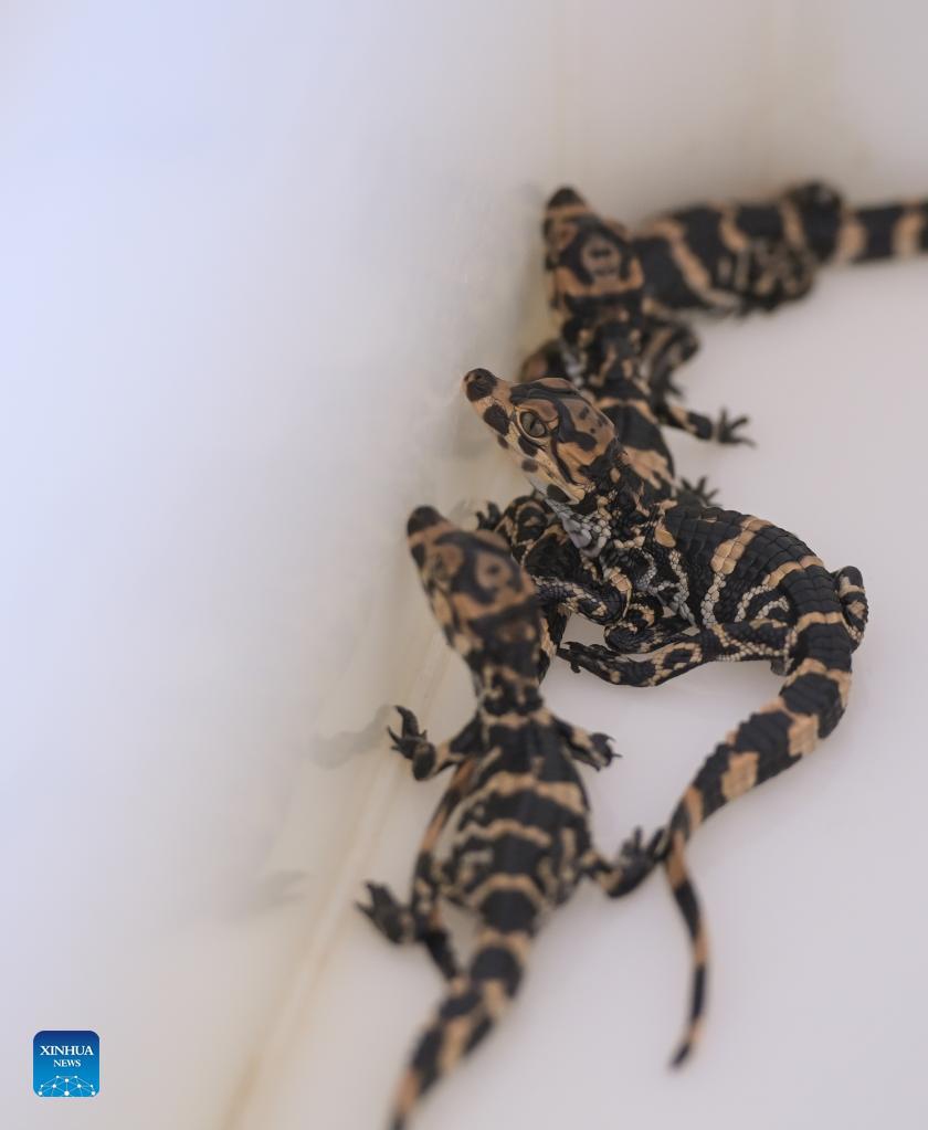 Baby Chinese alligators are seen in a breeding box at the Anhui Chinese alligator national nature reserve in Xuancheng City, east China's Anhui Province, Aug. 31, 2021. Photo: Xinhua 