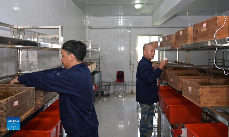 Staff members check the condition of baby Chinese alligators at the Anhui Chinese alligator national nature reserve in Xuancheng City, east China's Anhui Province, Aug. 31, 2021. More than 1,000 artificially-bred Chinese alligators at the Anhui Chinese alligator national nature reserve entered their hatching period in recent days.  Photo: Xinhua 