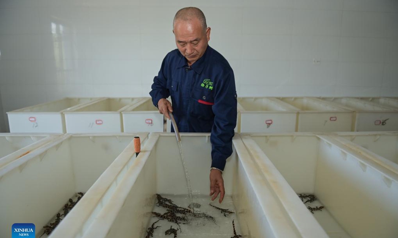 A staff member changes water of the breeding box for baby Chinese alligators at the Anhui Chinese alligator national nature reserve in Xuancheng City, east China's Anhui Province, Aug. 31, 2021. Photo: Xinhua 