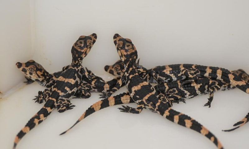 Baby Chinese alligators are seen in a breeding box at the Anhui Chinese alligator national nature reserve in Xuancheng City, east China's Anhui Province, Aug. 31, 2021. Photo: Xinhua 