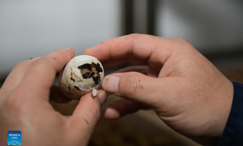 A baby Chinese alligator breaks its eggshell at the Anhui Chinese alligator national nature reserve in Xuancheng City, east China's Anhui Province, Aug. 31, 2021. Photo: Xinhua 