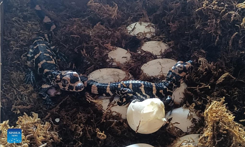 The first batch of artificially-bred Chinese alligators of this year are seen at the Anhui Chinese alligator national nature reserve in Xuancheng City, east China's Anhui Province, Aug. 19, 2021. Photo: Xinhua 