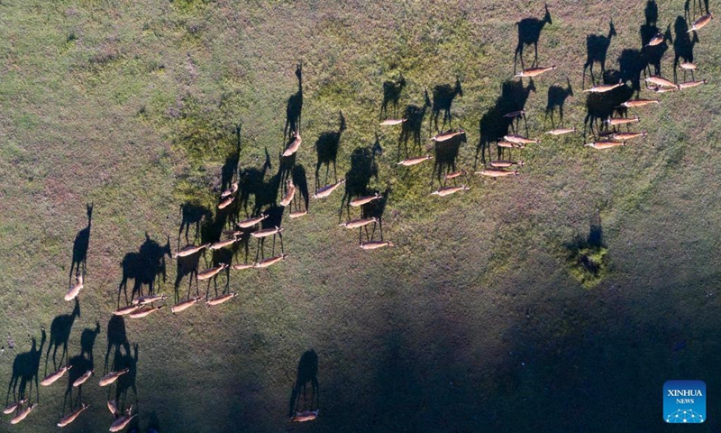 Aerial photo taken on Sept. 2, 2021 shows the scenery of the Wudalianchi Geopark in Heihe, northeast China's Heilongjiang Province. The Wudalianchi Geopark is famed for its volcanoes and hot springs. It has 14 volcanoes and five major volcanic barrier lakes.Photo:Xinhua