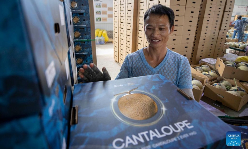 A farmer packs cantaloupes at a cantaloupe farm in Lingwu, northwest China's Ningxia Hui Autonomous Region, Sept. 8, 2021. (Xinhua/Yang Zhisen) 