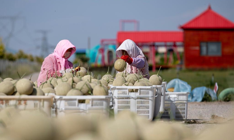 Farmers clean cantaloupes at a cantaloupe farm in Lingwu, northwest China's Ningxia Hui Autonomous Region, Sept. 8, 2021. (Xinhua/Yang Zhisen) 