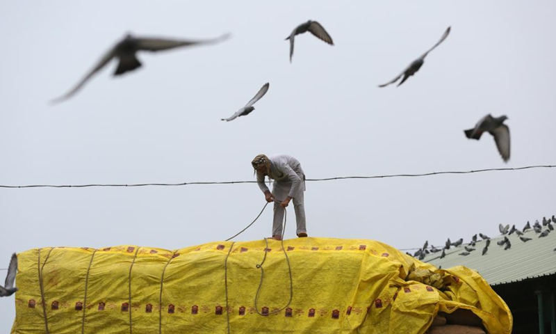 A man protects paddy bags from a heavy rain with covering in Amritsar district of India's northern state Punjab, Sept. 8, 2021.Photo:Xinhua