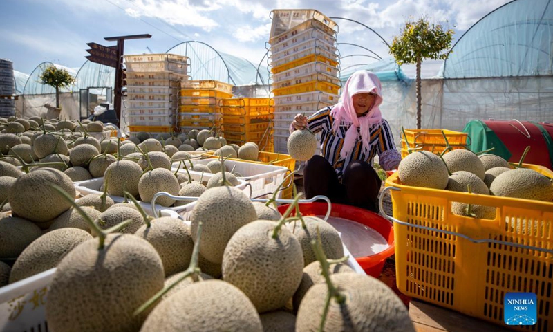 A farmer cleans cantaloupes at a cantaloupe farm in Lingwu, northwest China's Ningxia Hui Autonomous Region, Sept. 8, 2021. (Xinhua/Yang Zhisen) 