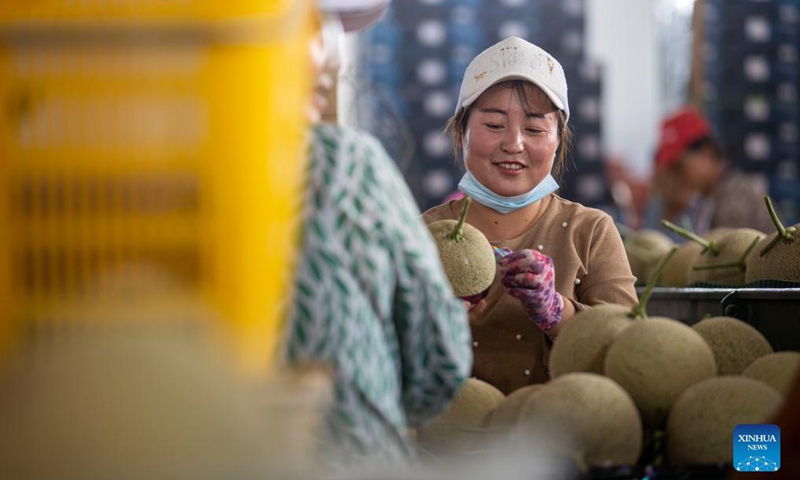 Farmers pack cantaloupes at a cantaloupe farm in Lingwu, northwest China's Ningxia Hui Autonomous Region, Sept. 8, 2021. (Xinhua/Yang Zhisen) 