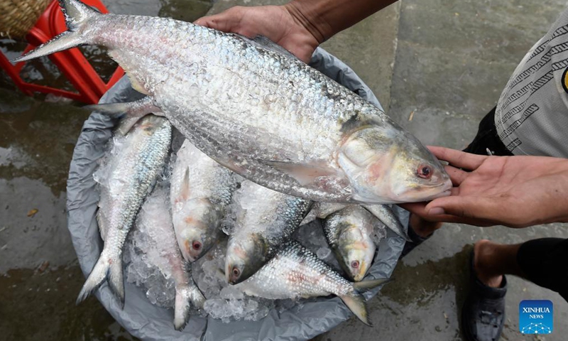 A vendor holds a Hilsa fish at a fish landing station in Chandpur, Bangladesh, Sept. 7, 2021.Photo:Xinhua