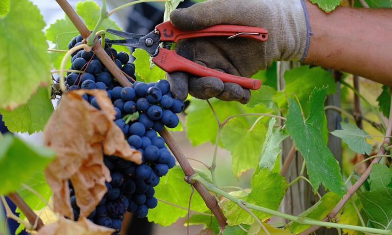 From grape to wine, harvest season starts in Europe - Global Times