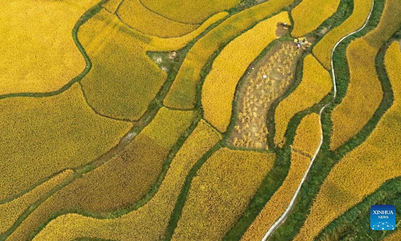 Aerial photo taken on Sept. 12, 2021 shows paddy fields in Jinpi Village of Wantanhe Township in Longli County, southwest China's Guizhou Province.(Photo: Xinhua)