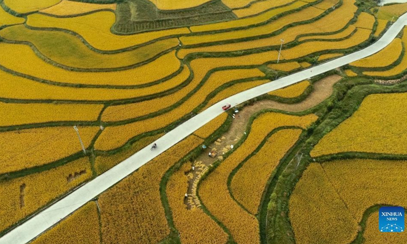 Aerial photo taken on Sept. 12, 2021 shows paddy fields in Jinpi Village of Wantanhe Township in Longli County, southwest China's Guizhou Province.(Photo: Xinhua)