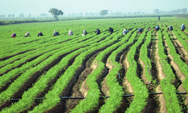 Farmers plant red turnip seeds in a field in Dali County, Northwest China's Shaanxi Province on Monday. The county's growing areas for red turnips, which have been approved for geographical indications protection for agricultural production, total 150,000 mu. As a main source of income for local farmers, turnip crops' yield per mu is near 2,500 kilograms with total sales hitting 500 million kilograms. Photo: cnsphoto