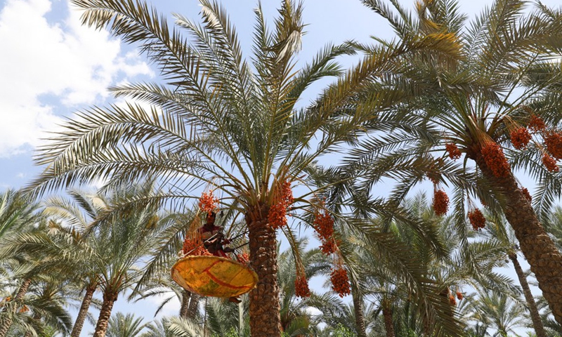 dates-harvest-in-egypt-global-times