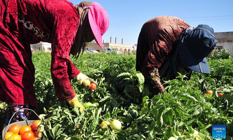 Farmers harvest tomatoes on farmland in the countryside of Damascus, capital of Syria, on Sept. 28, 2021.Photo:Xinhua