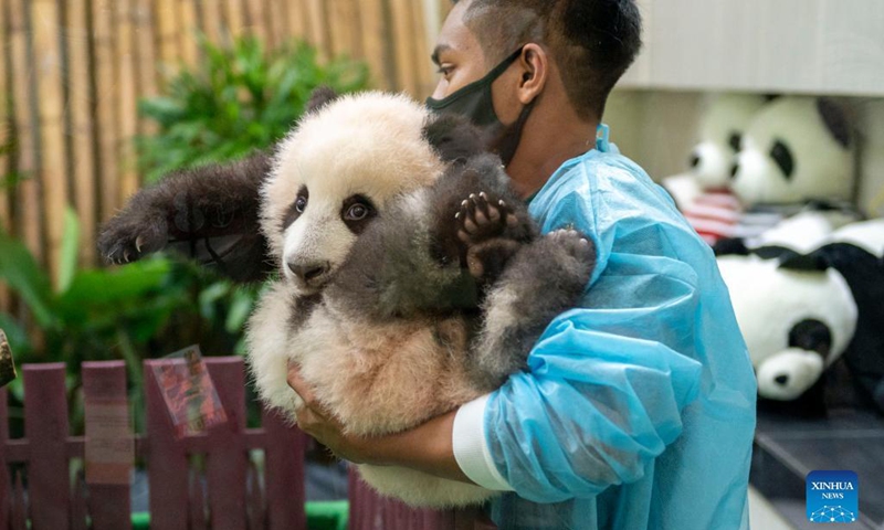 Malaysians flock to national zoo to see giant panda cub - Global Times