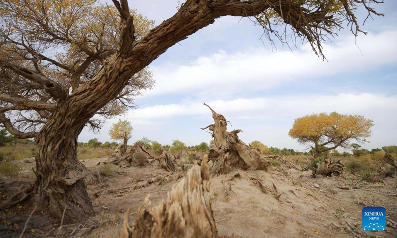 Tourists visit desert poplar forest in Xinjiang - Global Times