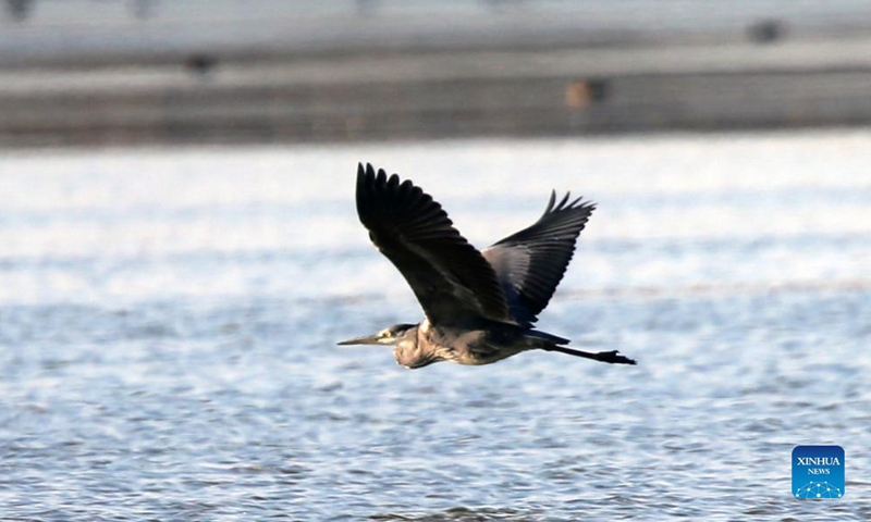 A grey heron is seen over Camlidere dam lake in Ankara, Turkey, Oct. 6, 2021.Photo:Xinhua