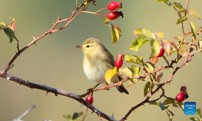 A willow nightingale is seen near Camlidere dam lake in Ankara, Turkey, Oct. 6, 2021.Photo:Xinhua