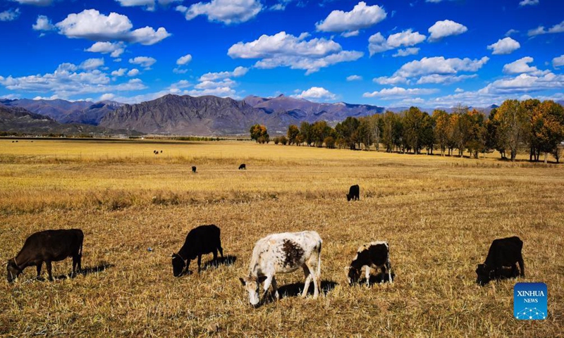 Photo taken with a mobile phone shows the autumn scenery in Lhunzhub County of Lhasa, southwest China's Tibet Autonomous Region, Oct. 16, 2021. Photo: Xinhua