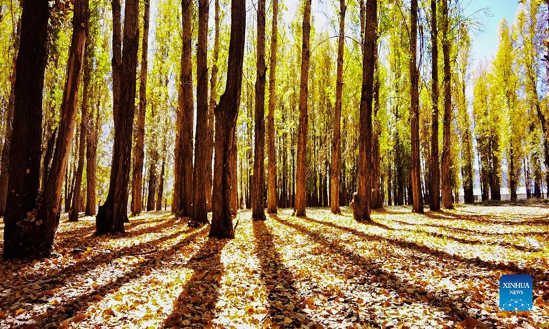 Photo taken with a mobile phone shows the autumn scenery in Lhunzhub County of Lhasa, southwest China's Tibet Autonomous Region, Oct. 16, 2021. Photo: Xinhua