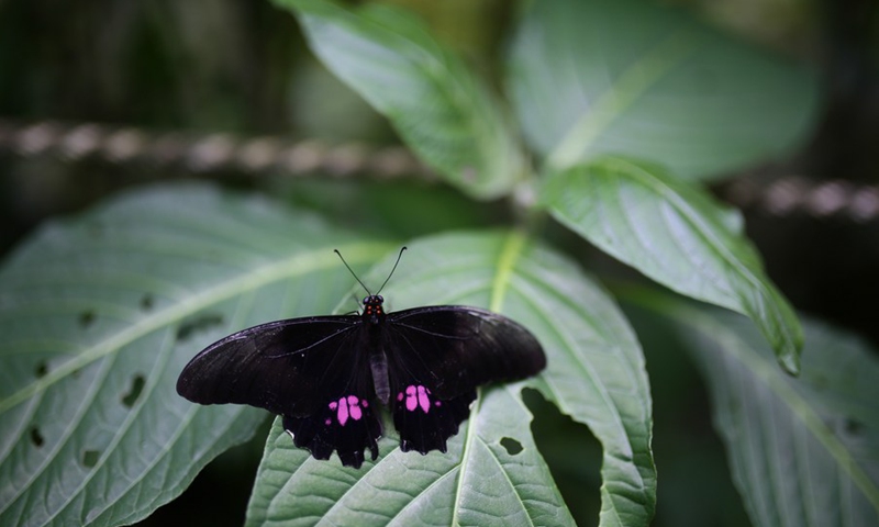 Colombian botanical garden serves as learning center for biodiversity ...