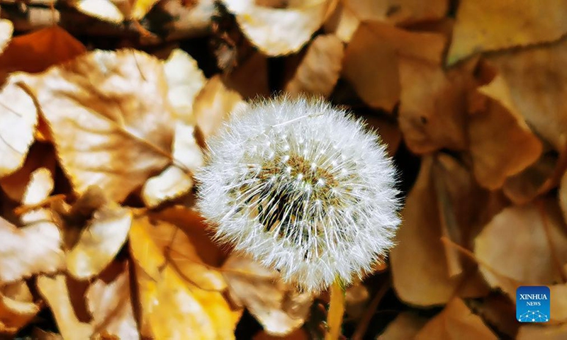 Photo taken with a mobile phone shows the autumn scenery in Dagze District of Lhasa, southwest China's Tibet Autonomous Region, Oct. 16, 2021. Photo: Xinhua