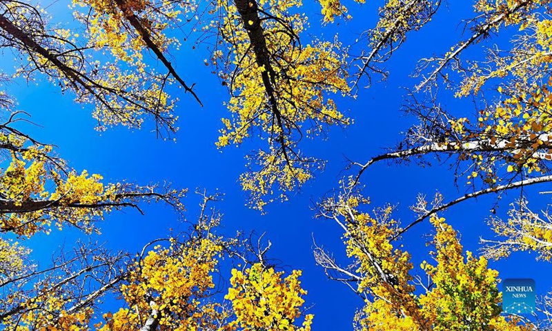 Photo taken with a mobile phone shows the autumn scenery in Lhunzhub County of Lhasa, southwest China's Tibet Autonomous Region, Oct. 16, 2021. Photo: Xinhua