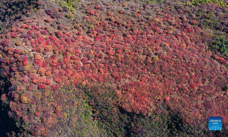 Aerial photo taken on Oct. 18, 2021 shows the autumn scenery at Baiyun mountain scenic spot in Wuan City, north China's Hebei Province.Photo: Xinhua