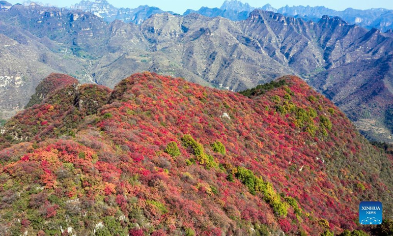 Aerial photo taken on Oct. 18, 2021 shows the autumn scenery at Baiyun mountain scenic spot in Wuan City, north China's Hebei Province.Photo: Xinhua