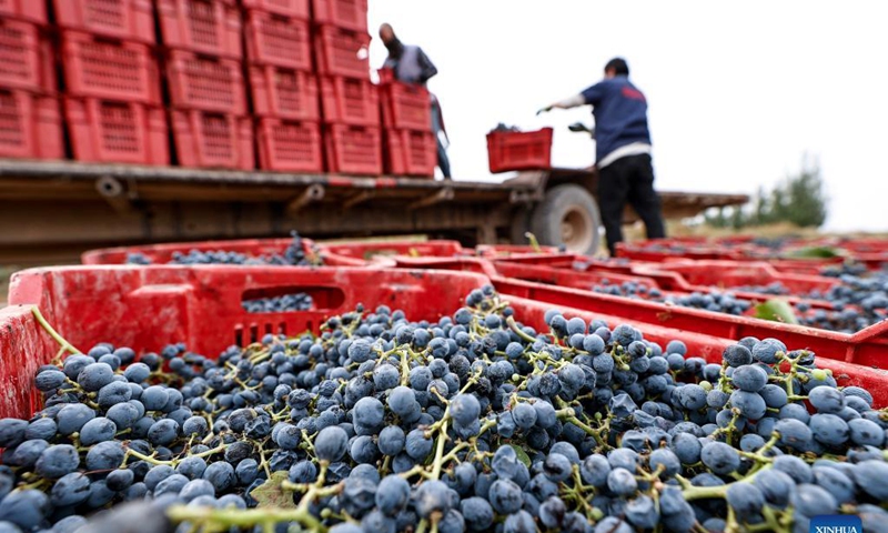 Workers convey grapes in a vineyard at the eastern foot of Helan Mountain, northwest China's Ningxia Hui Autonomous Region, Oct. 14, 2021.Photo: Xinhua