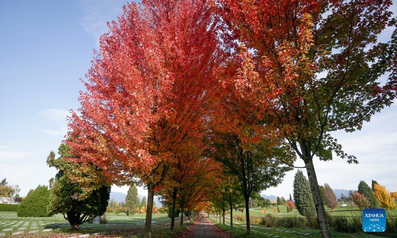 Photo taken on Oct. 19, 2021 shows the fall foliage in Vancouver, British Columbia, Canada.(Photo: Xinhua)