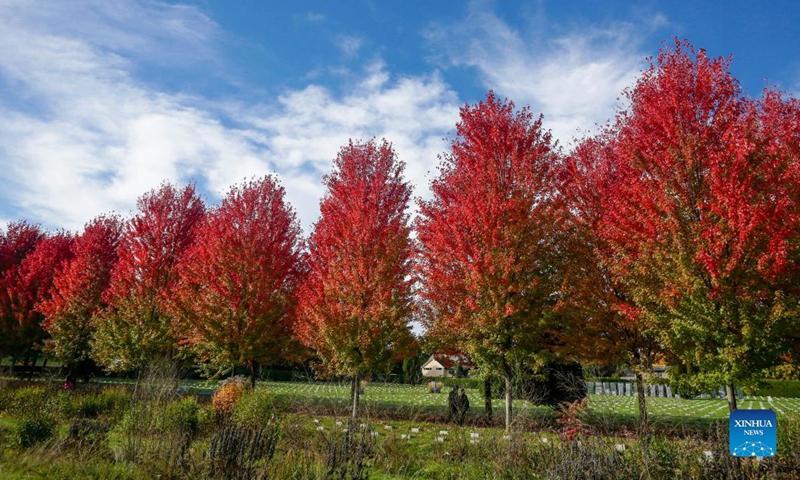 Photo taken on Oct. 19, 2021 shows the fall foliage in Vancouver, British Columbia, Canada.(Photo: Xinhua)