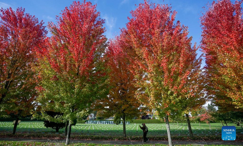 Photo taken on Oct. 19, 2021 shows the fall foliage in Vancouver, British Columbia, Canada.(Photo: Xinhua)