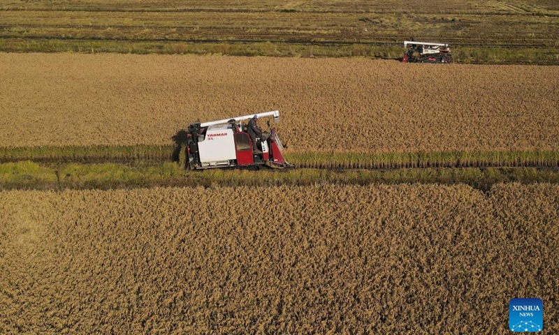 Aerial photo taken on Oct. 21, 2021 shows farmers operating harvesters on a rice field in Wangtan Town of Tangshan, north China's Hebei Province.Photo:Xinhua