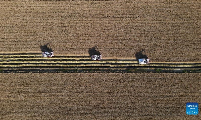 Aerial photo taken on Oct. 21, 2021 shows farmers operating harvesters on a rice field in Wangtan Town of Tangshan, north China's Hebei Province.Photo:Xinhua
